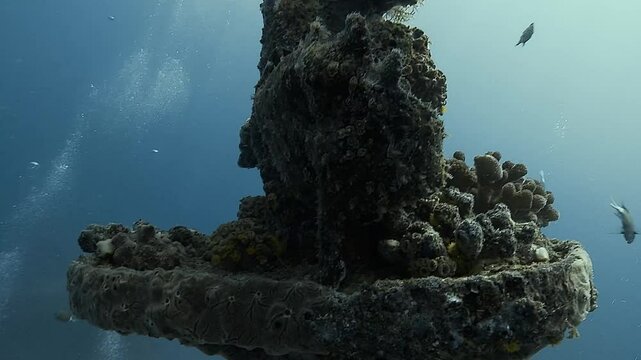 A wide shot of a toadfish resting on the mast of a shipwreck, perfectly camouflaged with its surroundings. This venomous predator blends seamlessly into the wreck. Check my portfolio for more toadfish