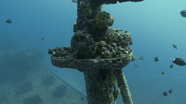 Approaching a toadfish resting on the mast of a shipwreck, blending seamlessly into its surroundings. This venomous predator uses mimicry to camouflage. Check my portfolio for more toadfish footage.