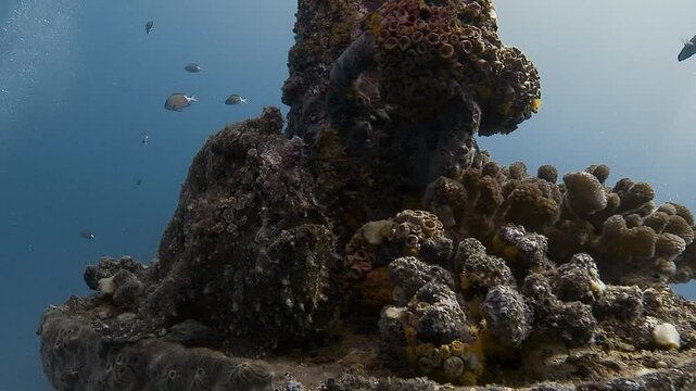 A side view of a toadfish in motion, slowly moving through its environment. This venomous, mimetic fish blends effortlessly into the surroundings. Check my portfolio for more toadfish footage.