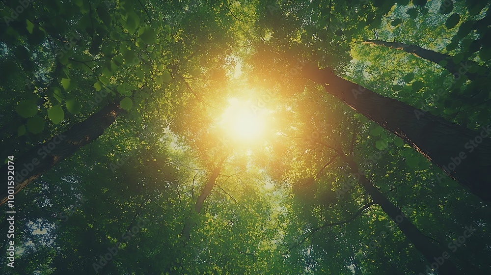 Aufkleber spring sun shining through canopy of tall trees woods sunlight in forest summer nature upper branche