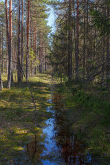 Swampland with drainage ditch is dug at the edge of the swampy northern forest
