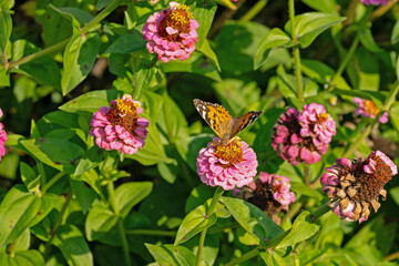 butterfly and flowers in a garden
