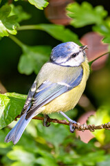 Blue Tit (Cyanistes caeruleus) spotted in Father Collins Park, Dublin, Ireland, commonly found across Europe.