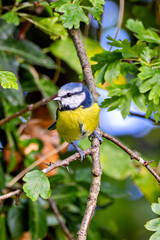 Blue Tit (Cyanistes caeruleus) spotted in Father Collins Park, Dublin, Ireland, commonly found across Europe.