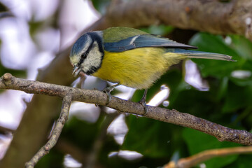 Blue Tit (Cyanistes caeruleus) spotted in Father Collins Park, Dublin, Ireland, commonly found across Europe.