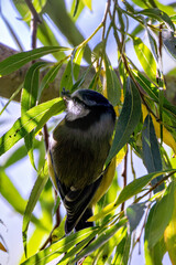 Blue Tit (Cyanistes caeruleus) spotted in Father Collins Park, Dublin, Ireland, commonly found...