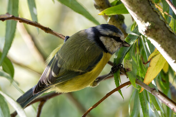 Blue Tit (Cyanistes caeruleus) spotted in Father Collins Park, Dublin, Ireland, commonly found...
