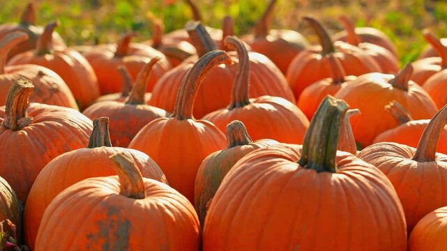 Zoom in camera movement at Idyllic autumn pumpkin patch at farm landscape, harvest. October ripen pumpkins at farmland during evening and sunset. Cinematic Thanksgiving day preparation.