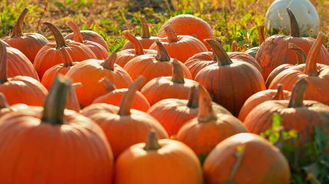 Farm field with colourful scattered orange pumpkins. Bright pumpkin patch at the farm in the sunny evening. Pick you own pumpkins sale. Pumpkin harvest, Thanksgiving Day and Halloween season.