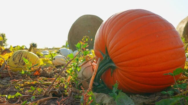 Pumpkins at the Autumn season field. Halloween preparation. Pick your own and harvest. October Golden hour and Pumpkin Festival. Big pumpkins scattered all over farm.