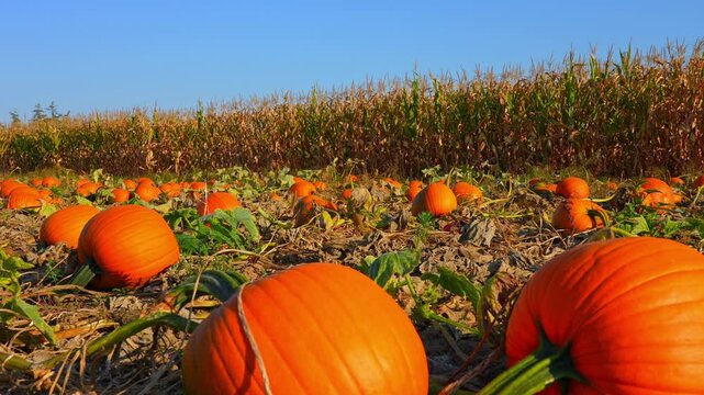 Pumpkins at the Autumn season field near corn field. Halloween preparation. Pick your own and harvest. October Golden hour and Pumpkin Festival. Big pumpkins scattered all over farm.