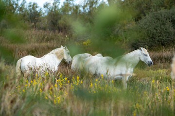 27.09.2024: Wilde Carmague Pferde.Regionaler Naturpark Camargue, Provence-Alpes-Côte d’Azur,...