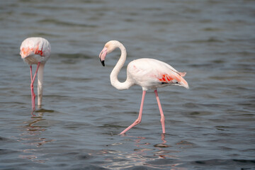 27.09.2024: Flamingos in den Seen des  Regionaler Naturpark Camargue, Provence-Alpes-Côte d’Azur, Frankreich