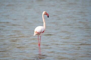 27.09.2024: Flamingos in den Seen des  Regionaler Naturpark Camargue, Provence-Alpes-Côte d’Azur, Frankreich