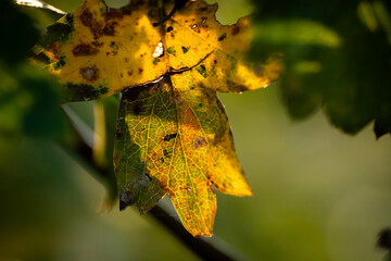 05.09.2024: Vorboten des Herbstes, die ersten Blätter verlieren ihr Grün.Eschweiler, Kreis...
