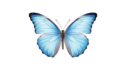 White butterfly isolated on transparent background