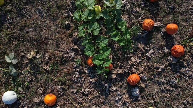 Farm field with colourful scattered orange pumpkins. Bright pumpkin patch at the farm in the sunny evening. Pick you own pumpkins sale. Pumpkin harvest, Thanksgiving Day and Halloween season.