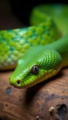 Fototapeta premium Coiled Green Python A Wild Snake Resting on a Branch in Nature