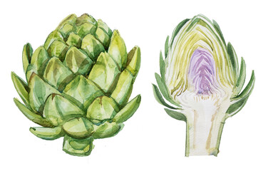 Obraz premium Watercolor artichoke drawing on a white background. Artichoke painting clipart for branding.