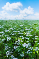 Coriander plant in full bloom with tiny white flowers