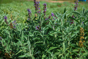Sage bushes (Salvia officinalis) grow in a garden bed