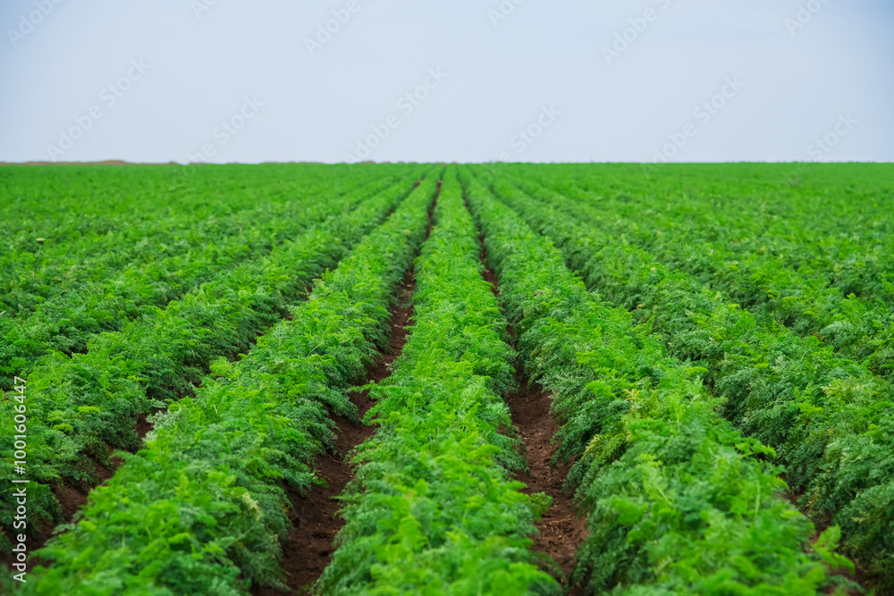 Wall mural carrots grow in the field