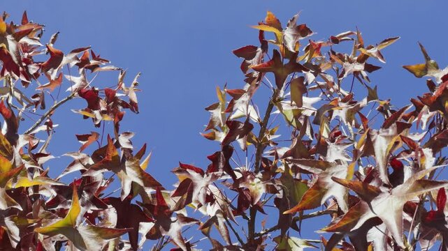 Uma &aacute;rvore alta com folhas douradas, laranjas e vermelhas balan&ccedil;a suavemente ao vento contra um c&eacute;u azul claro de outono. As folhas est&atilde;o ligeiramente desfocadas, transmitindo a sensa&ccedil;&atilde;o de movimento 