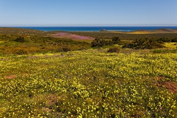 Fototapeta premium A view of the Post berg nature reserve vegetation and rocks, Western Cape, South Africa.