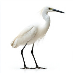 Naklejka premium Egret Isolated