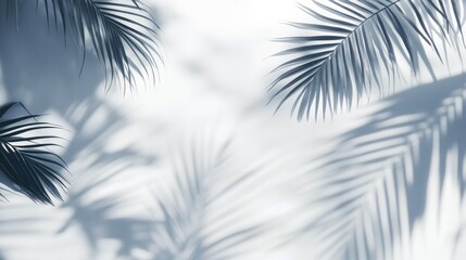 Palm Leaves Shadows on a White Background