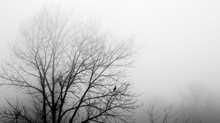 Fog Texture