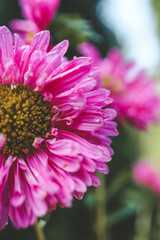 Close-up of a vibrant pink chrysanthemum flower with dew drops on the petals, capturing the intricate details and freshness of the bloom in a natural outdoor setting