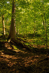 forest near Bad Blankenburg in Thuringia