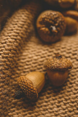 Close-up of acorns on a cozy knitted fabric background