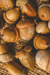 Close-up of acorns on a cozy knitted fabric background