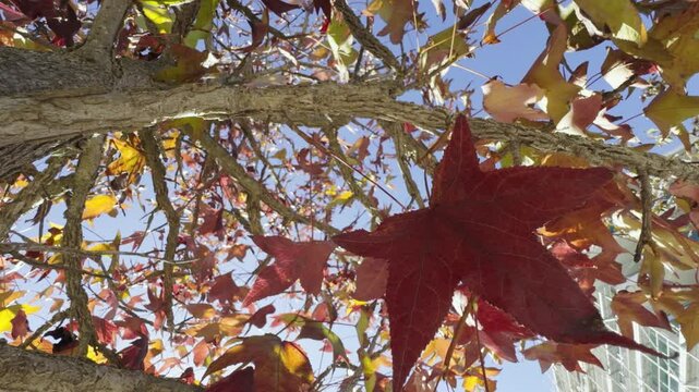 Uma &aacute;rvore alta com folhas douradas, laranjas e vermelhas balan&ccedil;a suavemente ao vento contra um c&eacute;u azul claro de outono. As folhas est&atilde;o ligeiramente desfocadas, transmitindo a sensa&ccedil;&atilde;o de movimento 