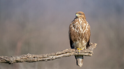 Common buzzard - Buteo buteo