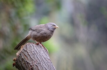 Close up photo of a Jungle Babbler.jungle babbler is a member of the family Leiothrichidae found in the Indian subcontinent.