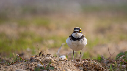 Little ringed plover - Charadrius dubius