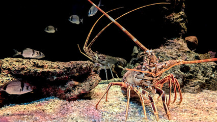 Close up image of Spiny lobsters underwater also known as langustas. Dark background