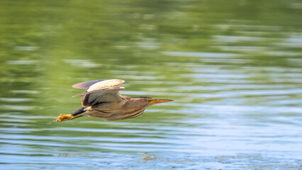 Little bittern - Ixobrychus minutus