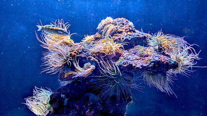 Vibrant underwater scene featuring a coral reef teeming with marine life captured in an aquarium setting. Coral with anemons (Anemonia viridis).