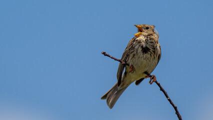 Corn bunting - Emberiza calandra