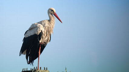 White stork - Ciconia ciconia