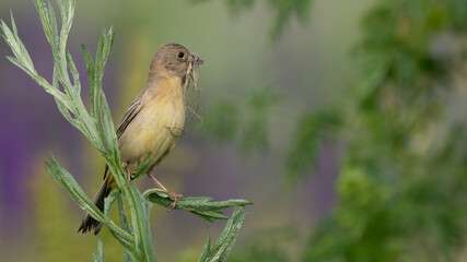 Black-headed bunting female - Emberiza melanocephala