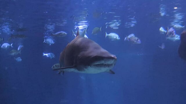 Big bull shark in front of the camera. Most predator shark in ocean.
