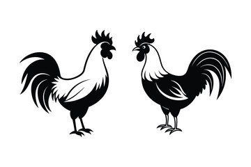 Rooster isolated on white background