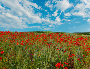 Red poppies and yellow flowers among ripening wheat against a blue sky with clouds. Flowers and herbs. Sunny, beautiful summer day. Illustration of summer mood.