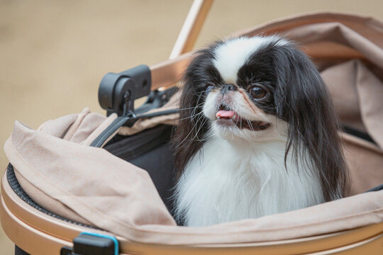 A Japanese chin breed dog sits in a stroller on a walk