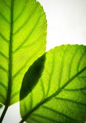 Close-up view of two green leaves with intricate vein patterns, overlapping gently at the center.